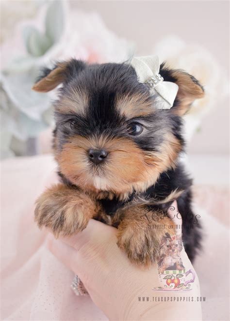 I breed tiny, healthy, quality, teacup yorkie puppies that have baby doll faces, champion sired, champion bloodlines. Teacup Yorkie Puppies For Sale at TeaCups in South Florida ...