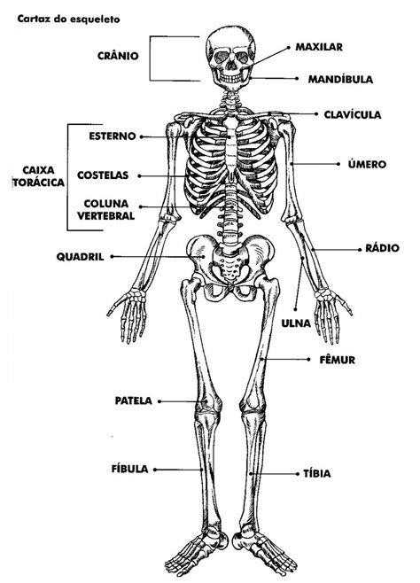 Ossos do Corpo Humano entenda o sistema esquelético