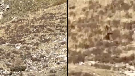 ‘bigfoot Spotted Walking Up Colorado Mountain In Unbelievably Clear