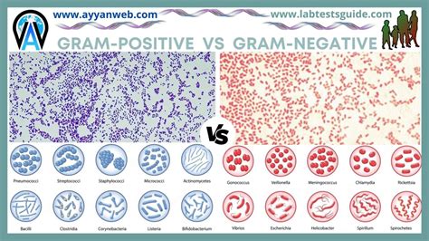 Gram Positive Vs Gram Negative Bacteria Lab Tests Guide