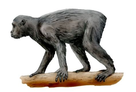 25 Million Years Ago Proconsul Had A Mixture Of Old World Monkey And