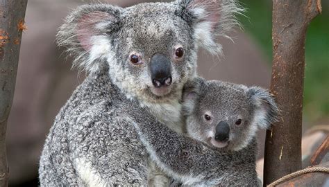Koala San Diego Zoo Wildlife Explorers