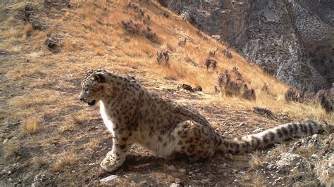 Whos Killing The Snow Leopard And Why Cgtn