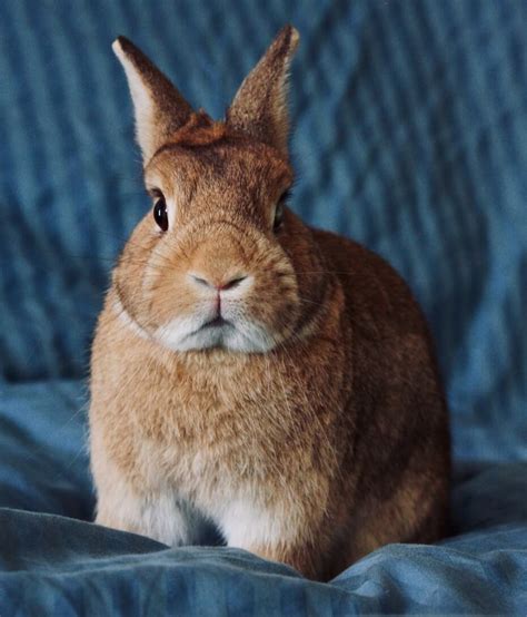 Instagram Captions For Photos Of Your Pet Bunny Rabbit