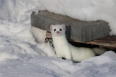 Stoat In Snow Looking At Camera Stock Photo Download Image Now Istock