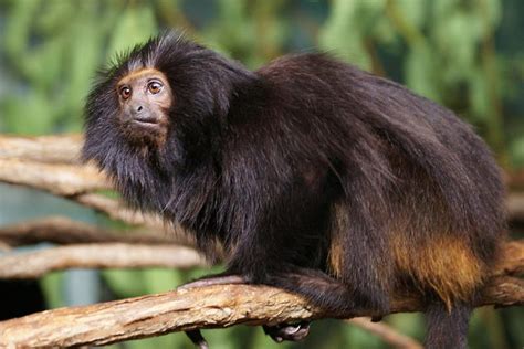 Endangered Animals In The Rainforest Top 6 Endangered