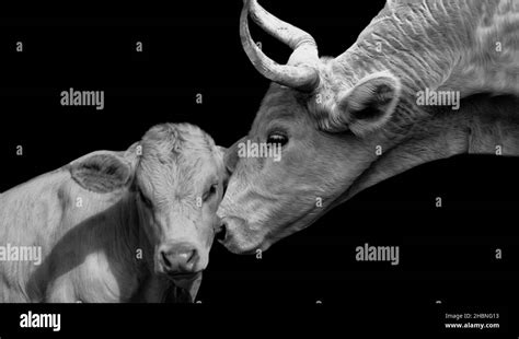 Black And White Mother Cow Playing With Her Baby Cow In The Black