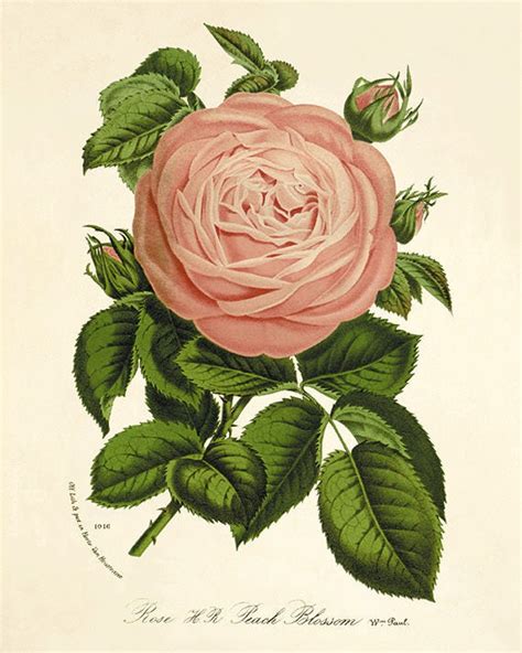 Rose Art Vintage Flower Art Print Antique Wall Decor Flower