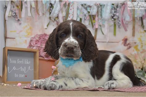 The top things to do for free. Came: English Springer Spaniel puppy for sale near Youngstown, Ohio. | e9b45d62-0c61