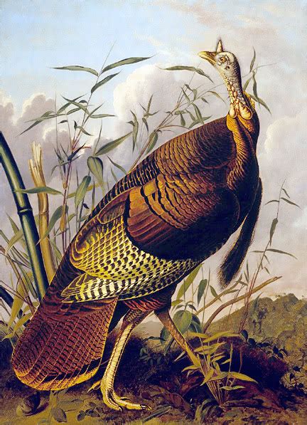 The Wild Turkey Audubon 1845 Animalsbirdstturkeythewildturkey