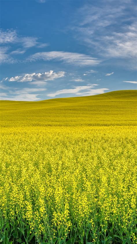 750x1334 Rapeseed 4k Green Field Iphone 6 Iphone 6s Iphone 7