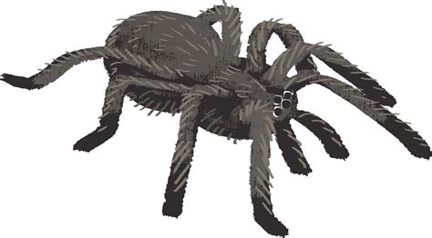 Pikbest has 551802 cartoon spider design images templates for free. Library of tarantula with cape png library png files ...