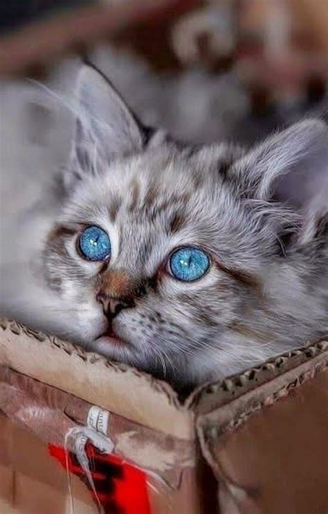 Little Turquoise Beautiful Cats Cute Cats Cats