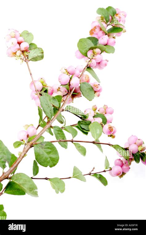 Pink Snowberry High Resolution Stock Photography And Images Alamy