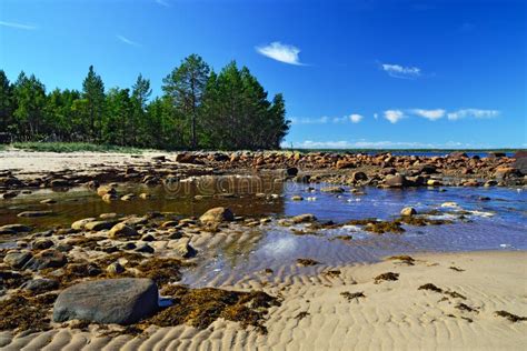 Coast Of White Sea During The Low Tide Russia Stock Photo Image Of