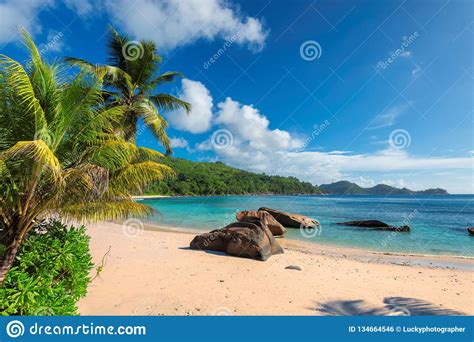 Tropical Beach With Palm And Turquoise Sea Stock Photo Image Of Indian Sand 134664546