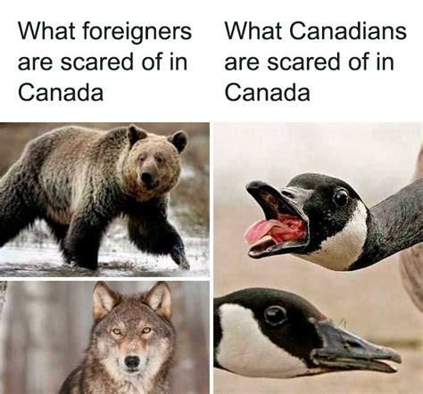 o canada this online page shares memes about life in canada that sum up the country perfectly
