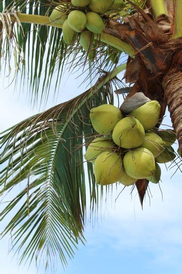 What Fruit Grows On Palm Trees Hunker