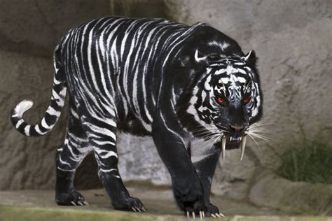 Black Tiger With White Stripes Tigers Pinterest Black Tigers