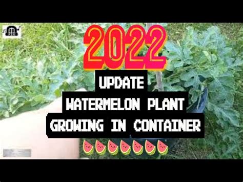 Update Watermelon Plant Growing In Container Youtube