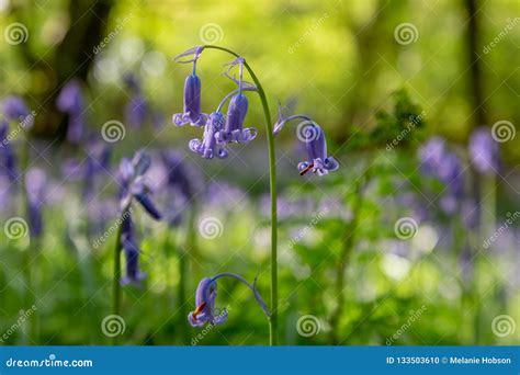 Spring Bluebells Stock Photo Image Of Countryside Floral 133503610