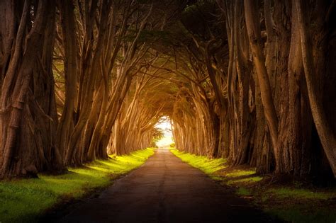 Tree Lined Empty Road Wallpaper Hd Nature 4k Wallpapers Images And