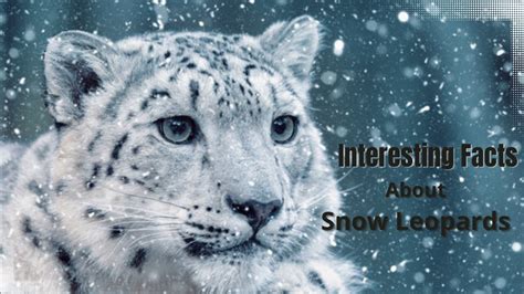Snow Leopard Facts Interesting Facts About Snow Leopards Youtube
