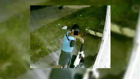 Video En Chivería Alertan De Niño Que Arroja Gatos A Casas Con Perros