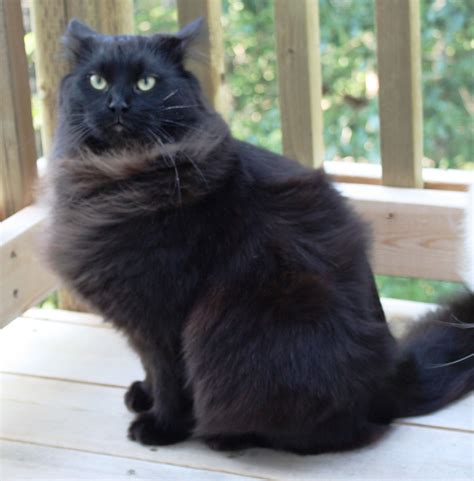 Black or black/brown tabby females are $2100. Pin on Paws & Claws!