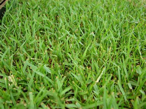 6 Grass Types For New Orleans Louisiana Lawnstarter Zoysia Grass
