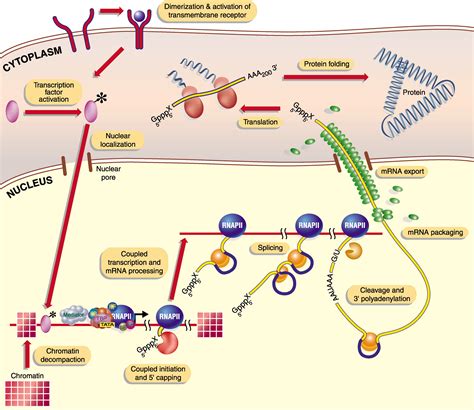 A Unified Theory Of Gene Expression Cell