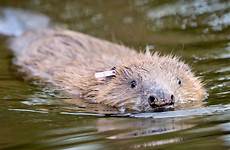 beavers dam exmoor years beaver first than native their eurasian swimming animals after build trust national released pair estate being