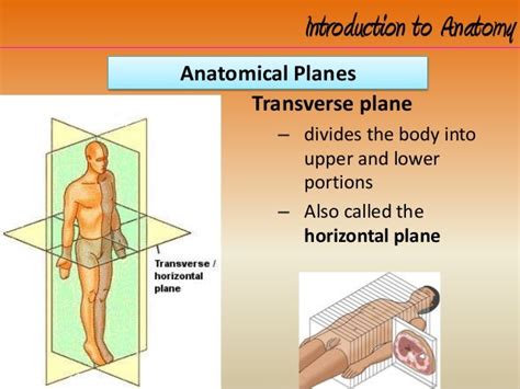 Horizontal Plane Anatomy