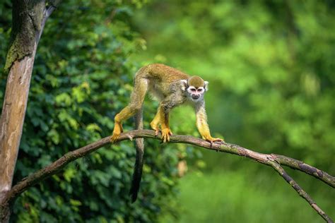 Common Squirrel Monkey Walking On A Tree Branch 2 Photograph By