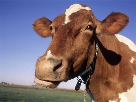 Guernsey Cow Close Up Photographic Print Lynn M Stone