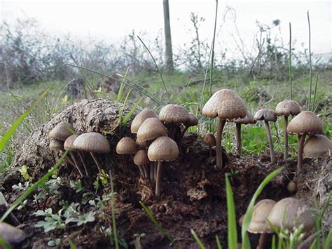Identification Needed Mushroom Hunting And Identification Shroomery