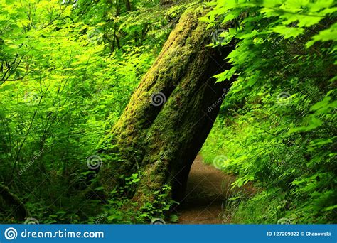 Pacific Northwest Forest Hiking Trail Stock Photo Image Of State
