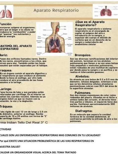 Enfermedades Respiratorias Mas Comunes Clinica Salud Vital Hot Sex Picture
