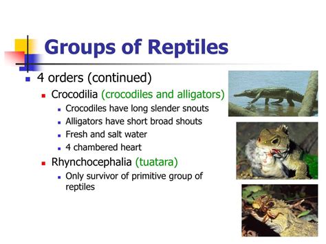 Ppt Chapter 31 Reptiles And Birds Powerpoint Presentation Free