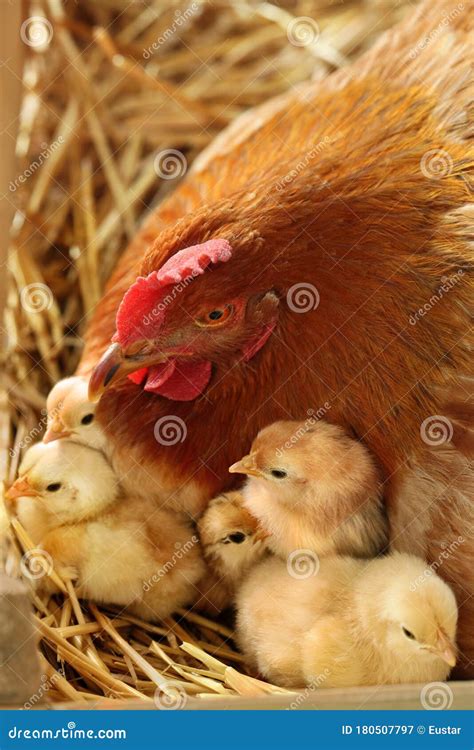 Mother Hen With Newborn Chickens In The Nest Gallus Gallus Domesticus