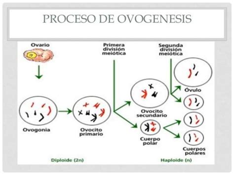 Fases De La OvogÉnesis Y El Proceso Completo Resumen