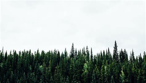 1336x768 Pine Trees Forest 5k Laptop Hd Hd 4k Wallpapers Images