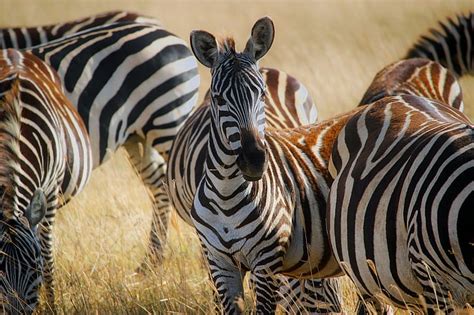 Royalty Free Photo Zebras Standing On Green Grass Pickpik
