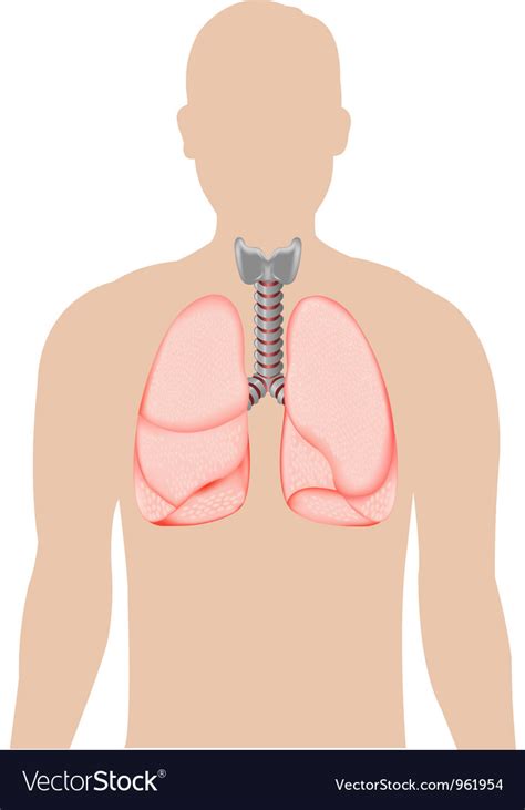 Diagram Lungs Images Aflam Neeeak