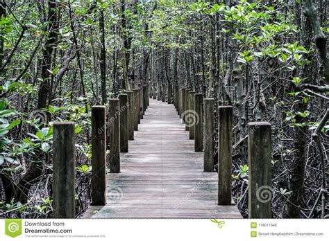 Mangrove Forest With Wood Walk Way Stock Photo Image Of Mangrove