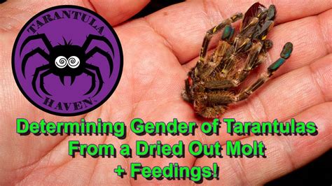 Determining The Gender Of A Tarantula From A Dried Out Molt Feedings Youtube