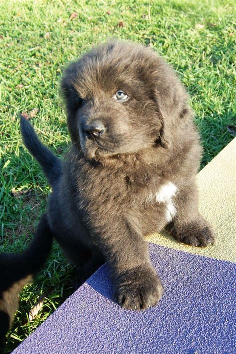 Cute Newfoundland Puppy Cute Puppies Dogs And Puppies Cute Dogs