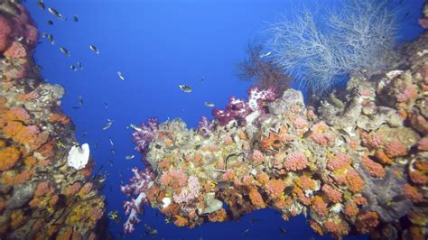 Loudspeakers Are Bringing Fish Back To Coral Reefs Cbbc
