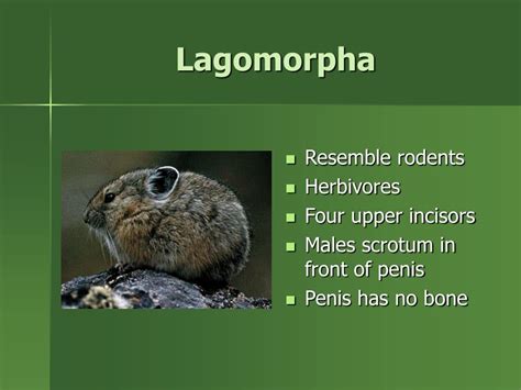Ppt Marsupialia Lagomorpha And Insectivora Powerpoint Presentation
