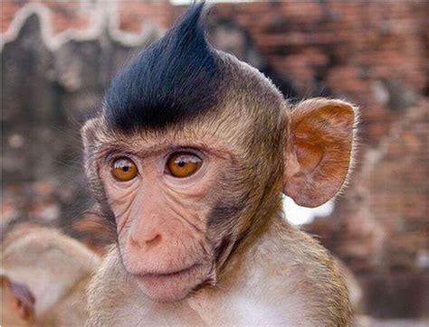25 Funniest Pictures Of Monkeys Picsoi